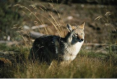 Xbox粉丝报复微软 决定取消Game Pass订阅